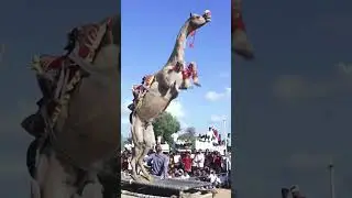 New style of #shorts #dance #rajasthanidance #camel