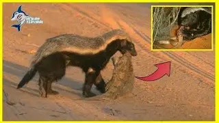 Detik&sup2; Musang Madu Memangsa Ular, Musang Madu Paling Kuat dan Sulit Ditaklukan