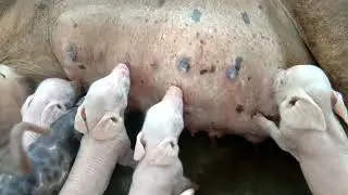The piglet was born one night