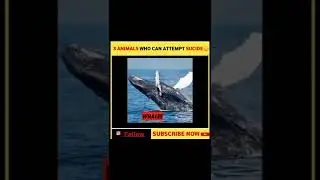 INSAANO KA JEEVO PR ASAR😅//3 ANIMALS WHO CAN ATTEMPT SUICIDE 😭#facts#shorts#shortvideo#fun