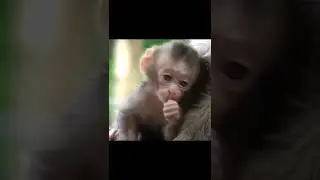 baby monkey soo SWeet 😍 #shorts #قصص #monkey
