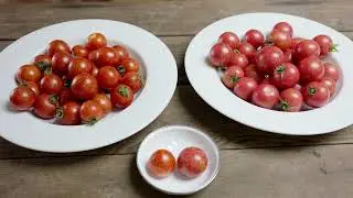'Honey Bee' and 'Queen Bee' Organic Cherry Tomatoes With Late Blight Resistance From Johnny's