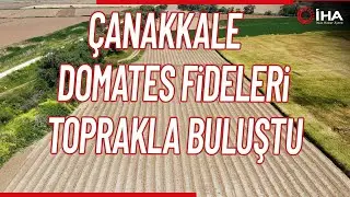 Meşhur Çanakkale Domates Fideleri Toprakla Buluştu