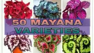 50 Varieties of Mayana (Coleus) with Names