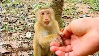 Help feed extra food to my poor orphan monkey Rose,Nanda visit her poor sister Janet is weak#NM121