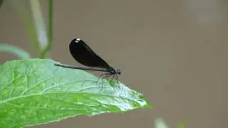 HD 1080 libelula dragonfly. ax53 sony