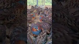 Inside a Chinese Bamboo Partridge Farm 🐦 | Birds Chirping & Feeding in Harmony 💥