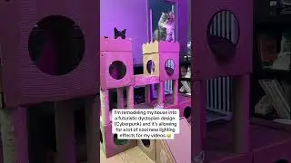 My videos are about to get more colorful! #cats #catdad #pets #renovation #catshorts