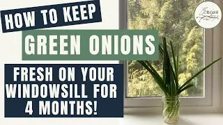 How to Grow Green Onions on Your Windowsill