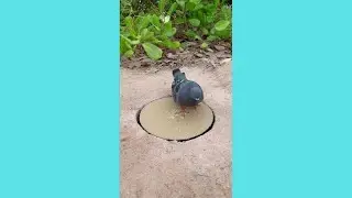 Amazing Quick Bird Trap Using Cart Box and Deep Hole #shorts #birdtrap #ytshorts