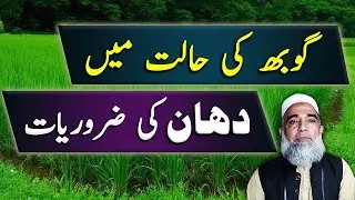 Requirements of Rice crop at Booting stage || Crop Reformer