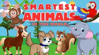 Smartest Animals in the World - Interesting Animal Compilation #animalnames #kiddizoo