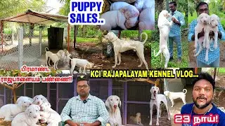 Doctors Kennel - KCI Rajapalayam Puppies Sales At Low Price | பிரமாண்ட 23 ராஜபாளையம் நாய் பண்ணை |