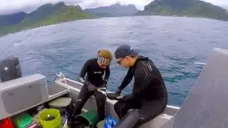 Moorea Expedition I
