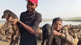 Amazing sheep।🐏। playing with baby lamb। 🐐।Shubh subhash।Subhash।
