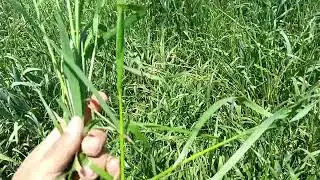 YA AVENT&Oacute; LA SEMILLA EL RAYGRASS Y EL PASTO RODEX