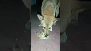 #42| Street dogs ka sterilization krwana bohot jaruri he. #viral #streetdog #dog #minivlog #shorts