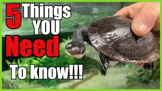 5 Things you NEED to know before buying a SNAKE NECK TURTLE