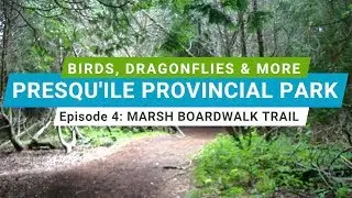 Birds, Dragonflies & More &ndash; Presqu&rsquo;ile Provincial Park &ndash; Episode 4: Marsh Boardwalk Trail