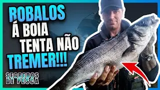 Se este vídeo não te fizer vibrar, não és humano!!! Robalos á boia