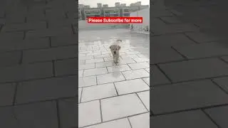 smart dog video 2021 #shorts