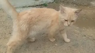 Cat Walking , with great sadness I say , Fluffy does not walk right or left any more  .