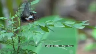 The Common Rose butterfly (Pachliopta aristolochiae)