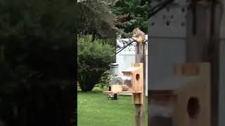 Squirrel bully gets owned