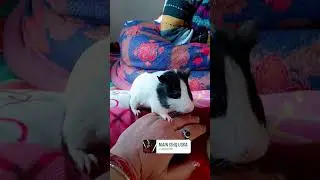 My cutie menipig 😘😘
