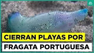 Cierre de playas en el litoral central por presencia de fragata portuguesa