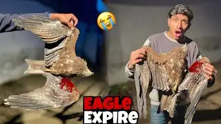 Pata nhi eagle ko kya huwa achanak expire ||😭