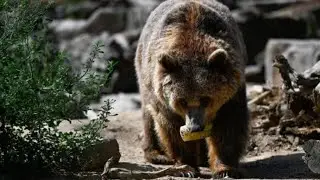 We're In a Bear Market Rally, Says Bowersock's Hill