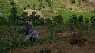 Panen Kentang Dieng | Part 2