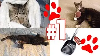 The BEST Cat Litter Scooper Ever