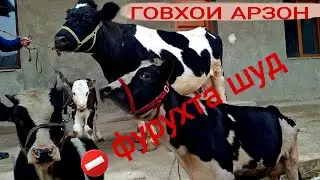 😱😳🫴2-САР ГОВХОИ СЕРШИРИ АРЗОН УСПЕТ КУНЕД 28 января 2026
