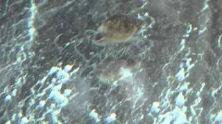 Physella acuta (adult and juvenile)
