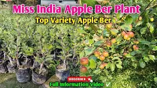 Miss India Apple Ber Plant Top Variety Apple Ber Full information video apple ber ki kheti