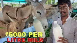 He Sells Milk for ₹5000/Litre! | Dhiren Solanki&rsquo;s Shocking Donkey Milk Business in India