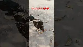 Java patha amazing Birds 🐦 mashallah zabardast#viralvideo#trending#youtubeshorts#aseelmurg