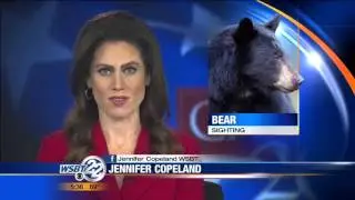 Wandering black bear sighted near New Buffalo school