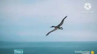 (edited) Challenging @gojiheadquarters again WITH A MICRORAPTOR?