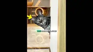 Хозяин разыграл своего кота 😺❤️