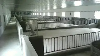 Chuồng 500 lợn Thịt Hiện Đại