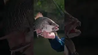 ZMan Mulletron Getting the Bites! #fishing #zman #mulletron #shorts #lurefishing #softplastics #lure