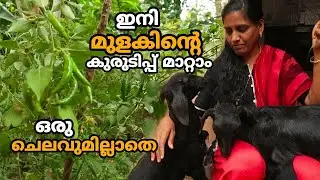 ഇനി മുളകിന്റെ കുരുടിപ്പ് മാറ്റാം ഒരു ചെലവുമില്ലാതെ | Mulaku Krishi | Chilli Malayalam Farming Video
