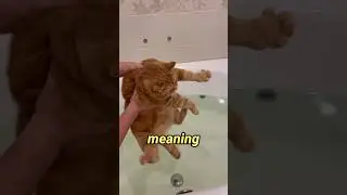 Why Are Cats So Scared of Water?! 😹💦