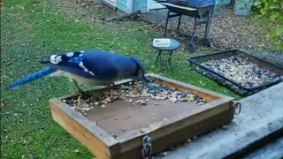 live at the feeder with the blujay!#like #share#subscribe