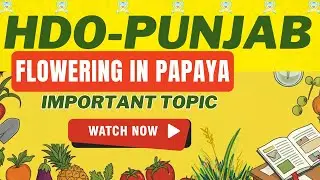 Flowering in Papaya | Horticulture Development Officer Punjab | Important Topic