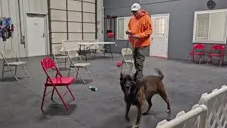 Advanced Nosework Class #100 