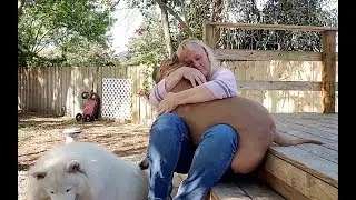 Pitbulls Are Cuddle Monsters | Grandma Confirms